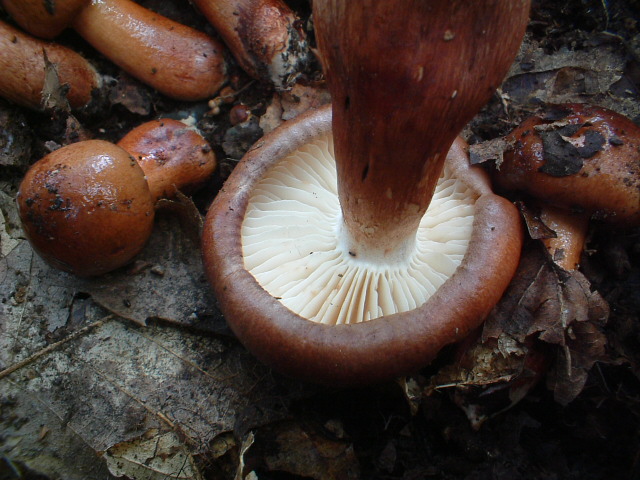 Tricholoma ustaloides